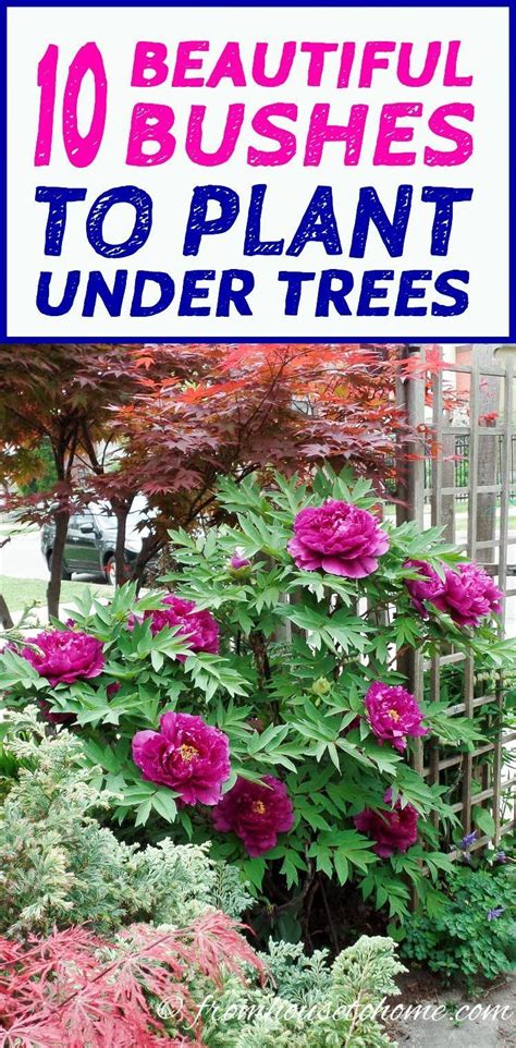 Or consider sweetbox (sarcococca hookeriana var. Shade Loving Shrubs: 11 Beautiful Bushes To Plant Under ...