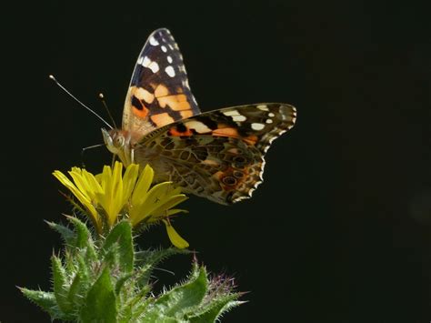 Painted Lady Butterfly Migration Milton Keynes Natural History Society