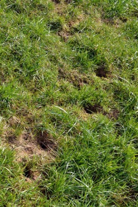 Holes In Your Lawn Can Make Your Yard Ugly Lets Look At What Causes