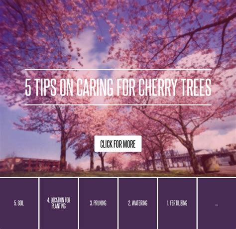 5 Tips On Caring For Cherry Trees Gardening