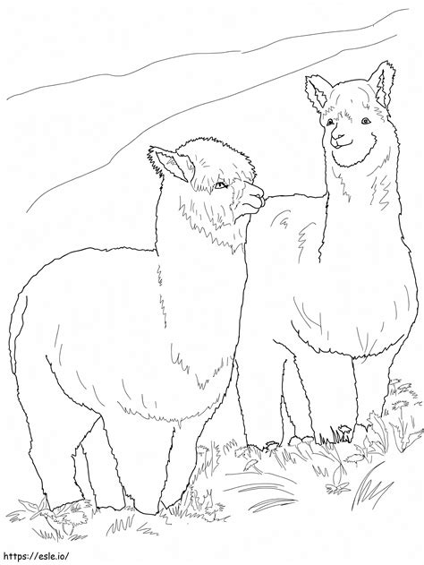 Two Hairy Alpacas coloring page
