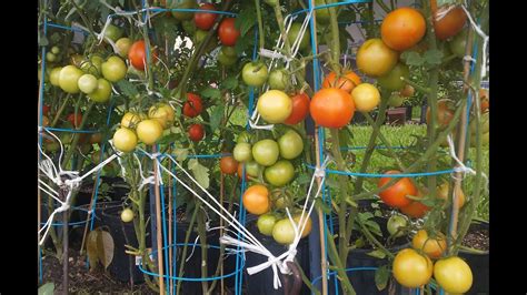 Backyards Tomatoes Garden In Florida Youtube