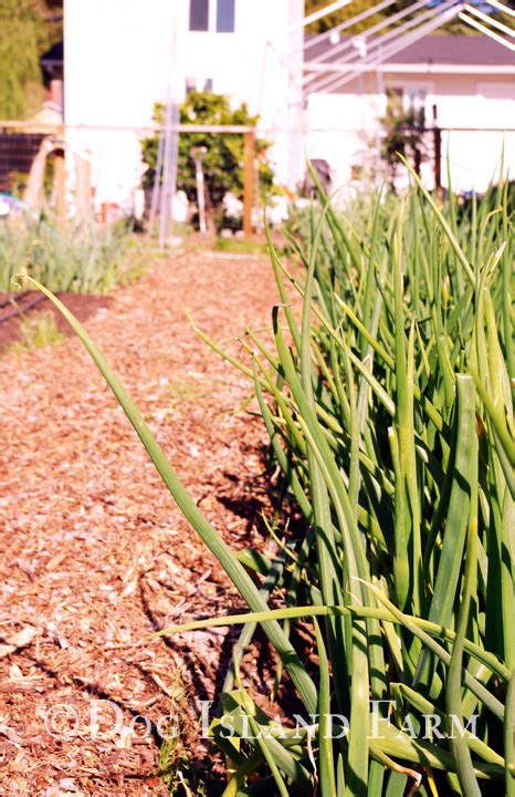 Onions are persistent and those roots just want to grow. www.HOMEGROWN.org » Blog Archive HOMEGROWN Life: Growing ...