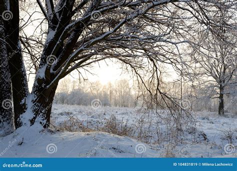 Cold Winter Morning In The Forest Stock Image Image Of Snow Frozen