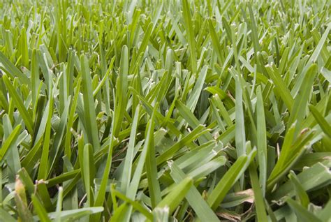St Augustine Vs Bermuda Grass Which Is Better Home Improvement Cents