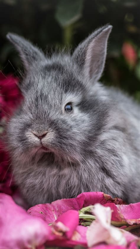 Fluffy Bunny Wallpapers Wallpaper Cave