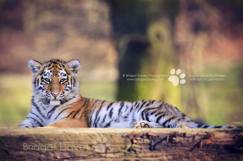 Amur Tiger Cub Milashki Woburn Safari Park Bedfordshire Flickr