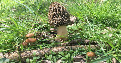 Psilocybin Mushrooms Virginia All Mushroom Info