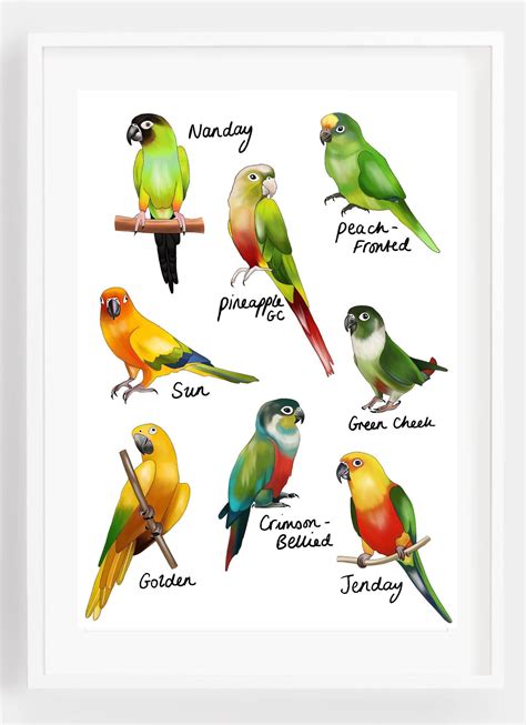 Conure Chart Print Conure Print Tropical Parrot T Etsy Uk