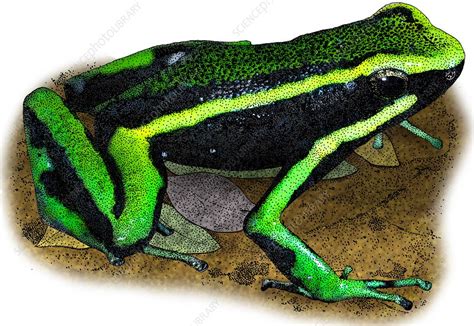 Three Striped Poison Dart Frog Stock Image C0448991 Science
