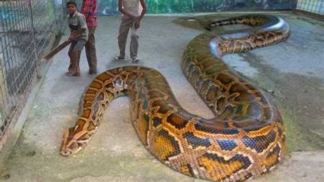 Best Python Snake Photos You Never Seen Before Animals Comparison