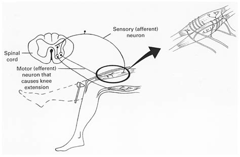(1) the nerve that senses the hammer tap on the tendon each reaction that they can test (knee jerk is the most common) can be traced back to a part of the brain. Frontiers | Actionability and Simulation: No ...
