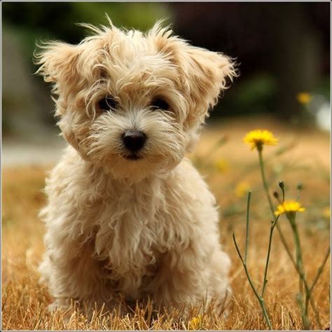Small Dogs That Stay Smallpet Photos Gallery Dog Pet Photos Gallery