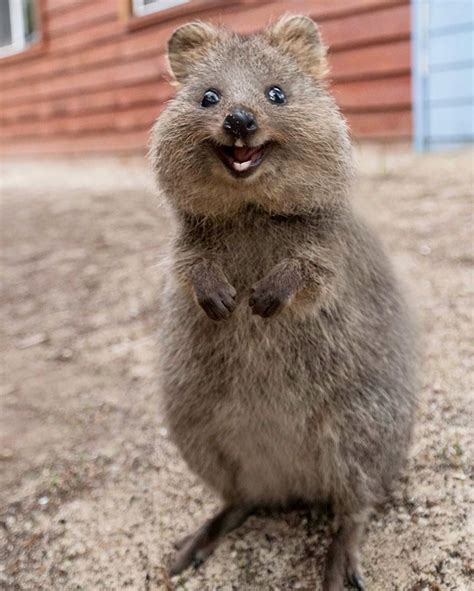 Meet The Quokka The Happiest Animal On Earth Democratic Underground