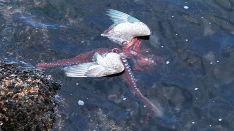 Octopus Eating Seagull Captured In Photos Technology