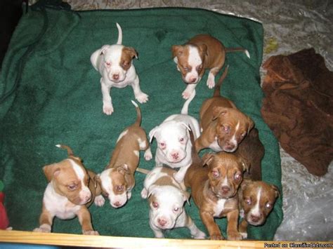 Northland's red renegade x northalnd's red rose dob 9/16/2020 four males, three females pups ready to go on or after 11/04/2020. Rednose Pitbull Puppies for Sale in Register, Georgia ...