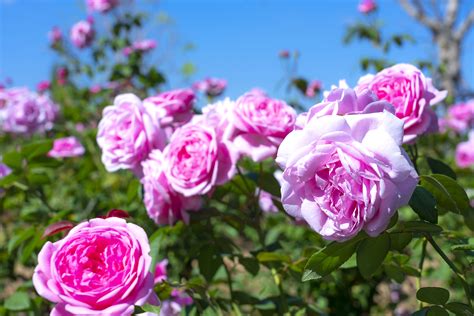 How To Grow Better Roses This Summer Psn Realty Property Services
