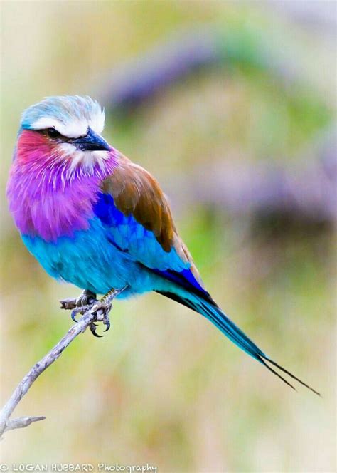 Pin By 💜irénab💜 On Oiseaux Et Ramage♠ Beautiful Birds Colorful Birds