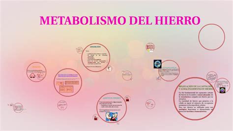 Metabolismo Del Hierro By Ferch Aguilar On Prezi Next