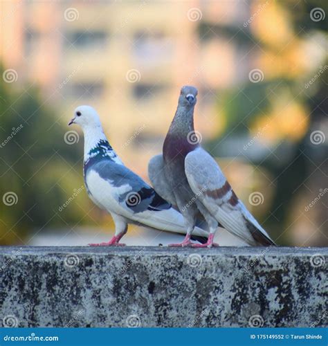 Dove Stock Photo Image Of Pigeon Dove Meaning Used 175149552