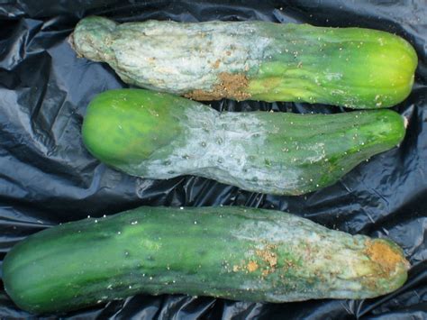 Cucumber Fruit Symptoms Cornell Vegetables