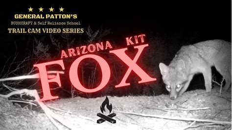 Arizona Kit Fox Youtube