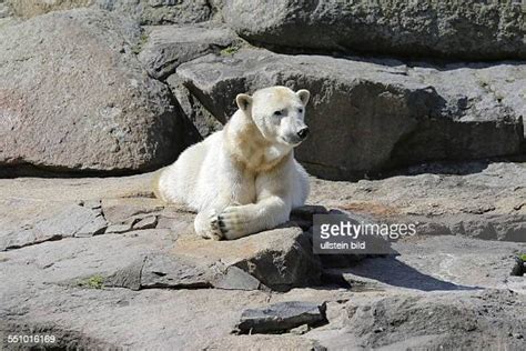 Eisbär Photos And Premium High Res Pictures Getty Images
