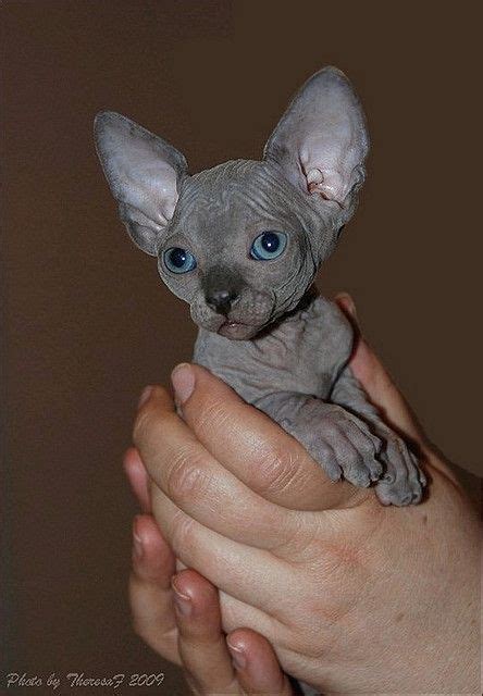 A Gorgeous Blue Sphynx Baby Cute Cats Cats Cute Animals