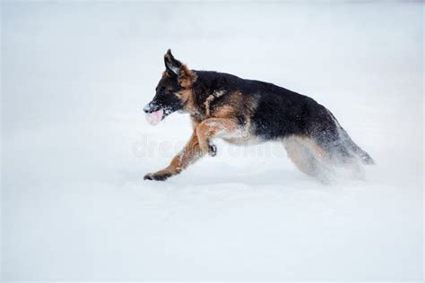 Puppy Breed German Shepherd Walking Stock Image Image Of Animal