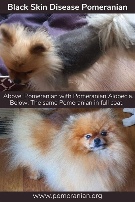 Black Skin Disease Pomeranian Pomeranian Alopecia Information