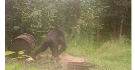 Bigfoot In Michigan Bear Photo Spurs Debate