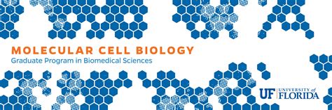 Molecular Cell Biology Concentration Graduate Program In Biomedical