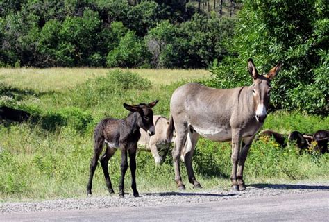 Donkey Breeding Ages A Guide To Safe Reproduction