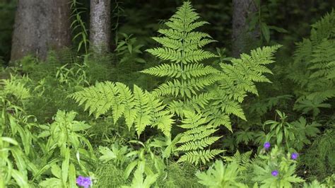 Pin By Xenia T On Summer Forest Woodland Garden Plants Herbs