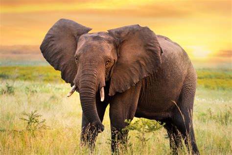 60 Curiosidades De Los Elefantes ¡descubre Lo Especiales Que Son