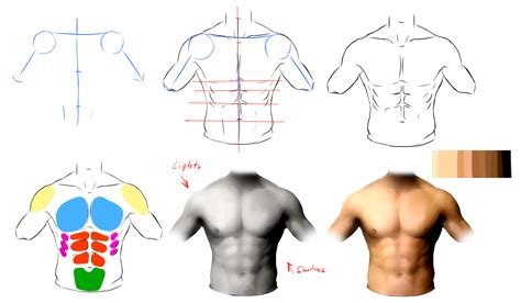 Anatomytools.com provides highly detailed male and female anatomical reference models, artist busts, instructional dvds, armatures and workshops used by fx artists, 3d artists. Male anatomy ref by ryky on DeviantArt