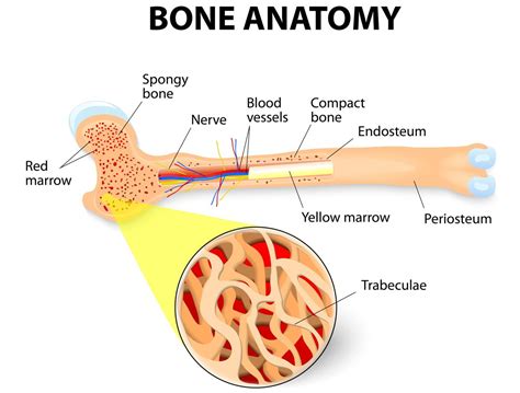 You may also save it to your computer for more zoomed view. Spongy Bone Vs. Compact Bone: Know the Difference