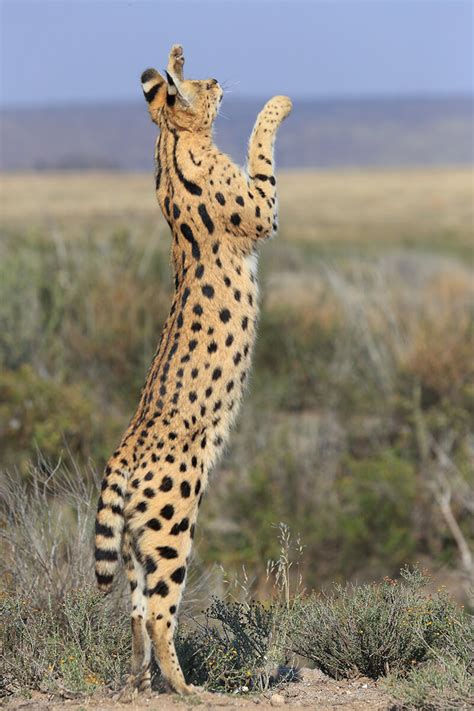 Serval Serval A Medium Sized African Wild African Wild Cat Animals