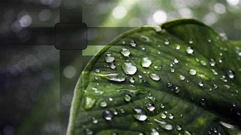 Rain On Leaves Wallpaper Hd Pixelstalknet