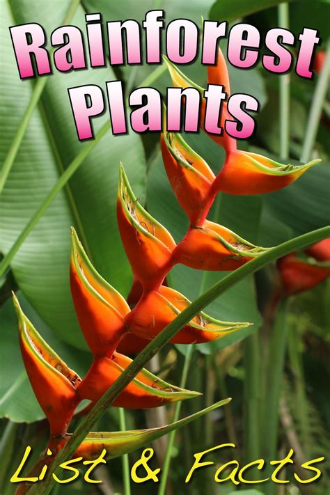 Tropical Rainforest Plants Facts