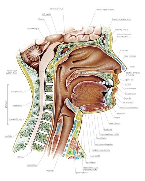 Oral Cavity And Pharynx Greeting Card By Asklepios Medical Atlas