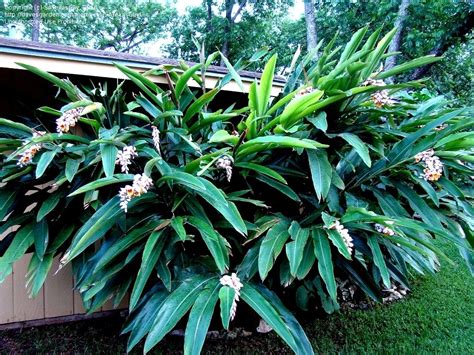 We did not find results for: PlantFiles Pictures: Shell Ginger (Alpinia zerumbet) by ...