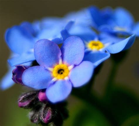 The Intricate Soul Forget Me Not A Flower To Remember