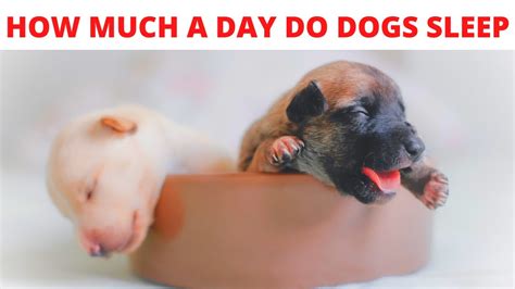How Many Hours A Day Do Dogs Sleep Youtube