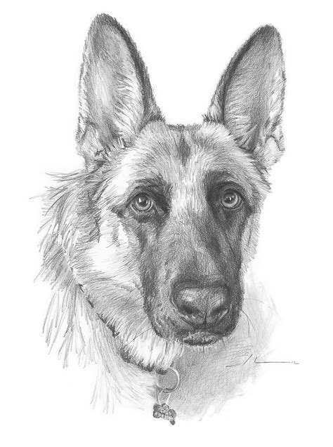 German Shepherd Drawing By Mike Theuer Redbubble
