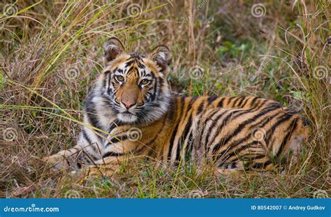The Cub Wild Tiger Lying On The Grass India Bandhavgarh National Park