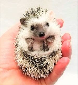 Did you scroll all this way to get facts about hedgehog pet? hedgehogs for sale petco