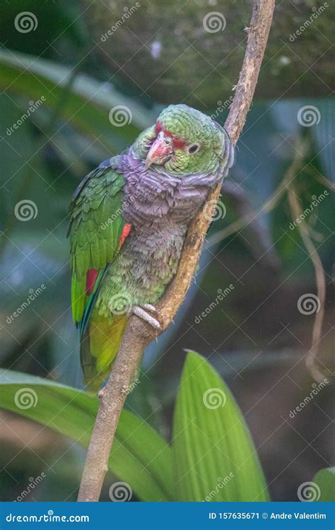 Brazilian Parrot Sad To Be Trapped Stock Image Image Of Blue Animals