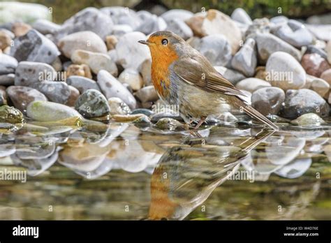Robin Im Garten Hi Res Stock Photography And Images Alamy