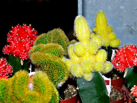 ~more Baby Cacti~ Mintasfotos Flickr